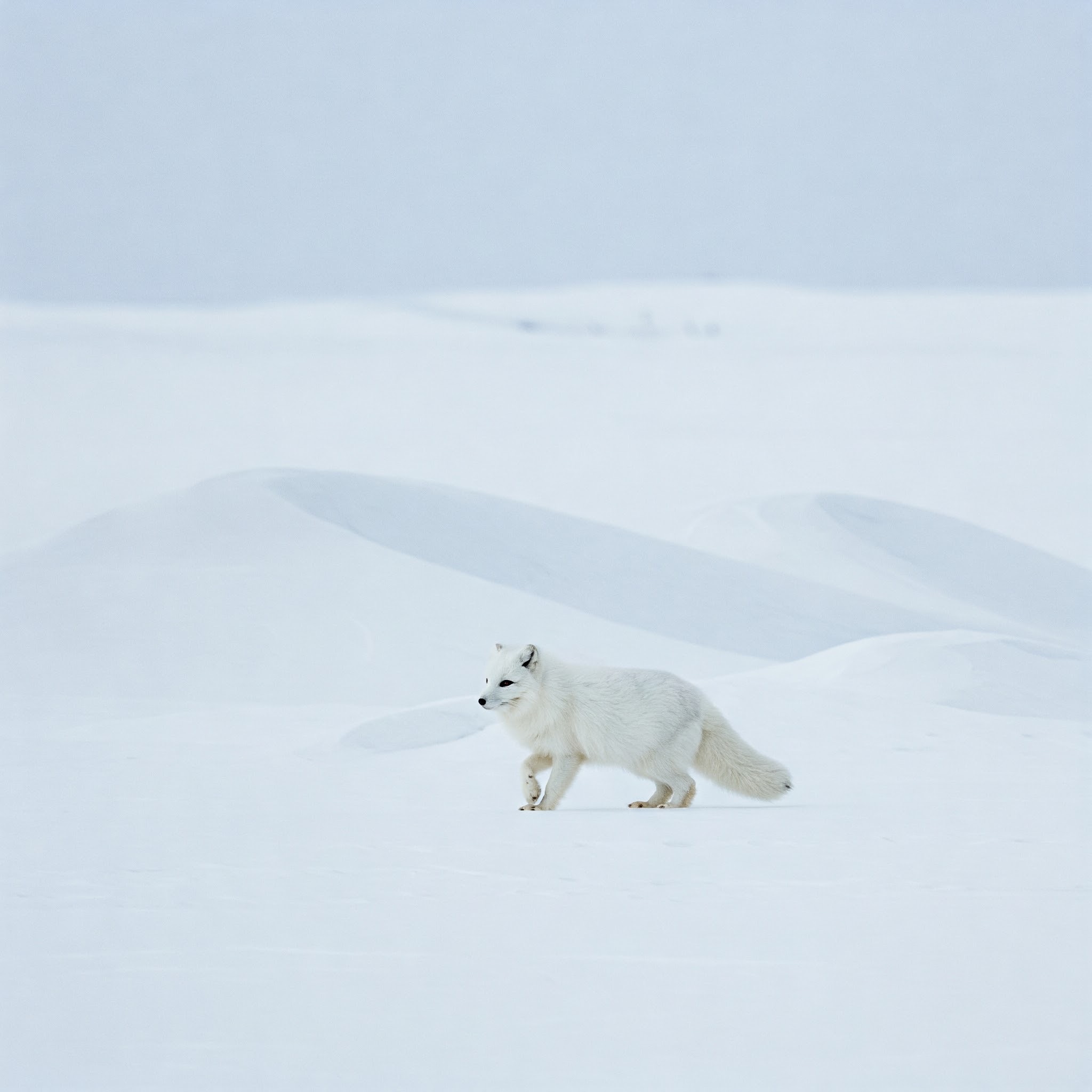 photo of Arctic Fox and Wolf-A Winter Scene